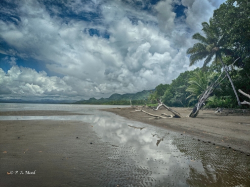 Shoreline, Savusavu, Fiji.